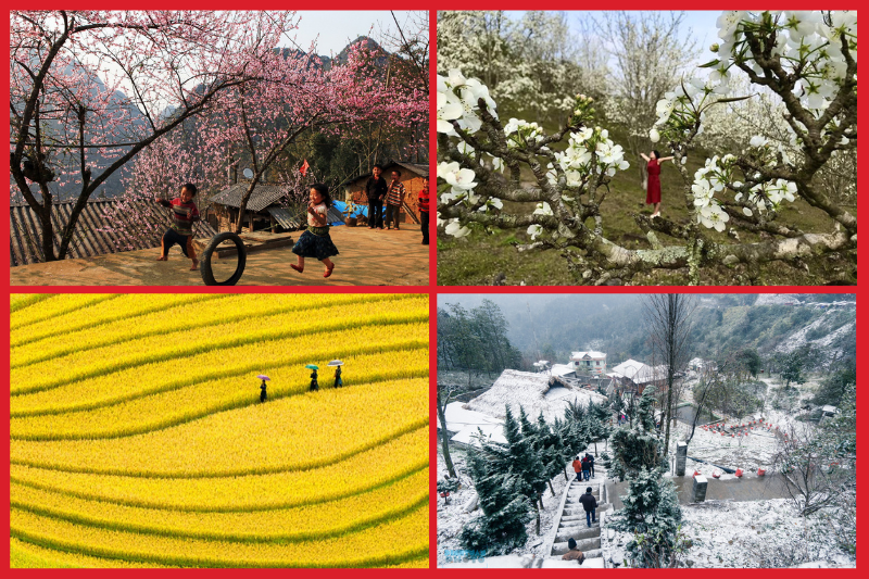 Flowers in four seasons in Sapa